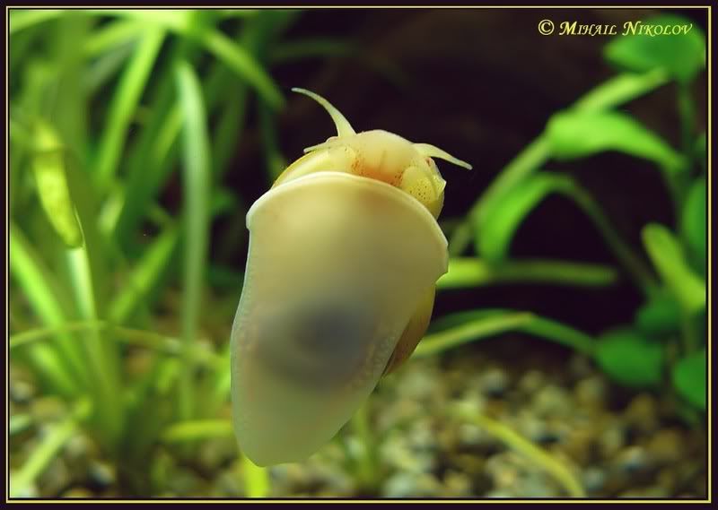 https://aquariumbg.com/forum/proxy.php?request=http%3A%2F%2Fi84.photobucket.com%2Falbums%2Fk23%2Fdon_misho%2FP1020809_filteredcopy2.jpg&hash=c1b5c8e3776951bf39478bbaa6d7019e3b3e79d5