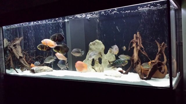 https://aquariumbg.com/forum/proxy.php?request=http%3A%2F%2Fs15.postimg.cc%2F9ib7yo2uz%2F20160126_190448.jpg&hash=c3b106b6c9afc63d7d0aff73385f491b0d2ec8b7