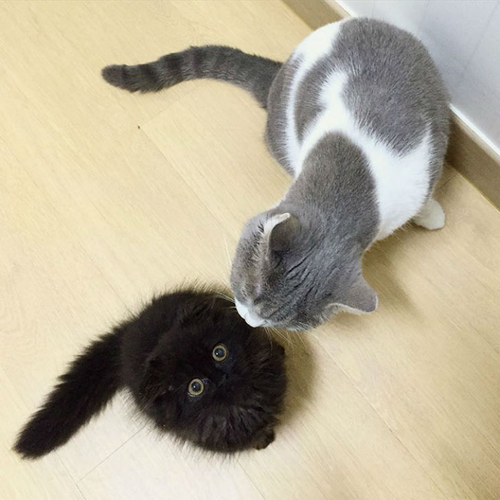 https://aquariumbg.com/forum/proxy.php?request=http%3A%2F%2Fs6.postimg.cc%2Fidamztxsh%2Fbig_cute_eyes_cat_black_scottish_fold_gimo_1room.jpg&hash=c4fc79c554b7903e043c3da3c4393dd4385503b9