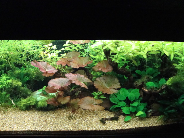 https://aquariumbg.com/forum/proxy.php?request=http%3A%2F%2Fs23.postimg.cc%2Fo3l632npn%2FDSC02478.jpg&hash=c802010d8778cee116aabec5f59010d9f7d83077