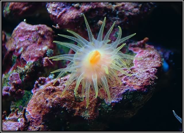 https://aquariumbg.com/forum/proxy.php?request=http%3A%2F%2Fi206.photobucket.com%2Falbums%2Fbb94%2Festhapo%2FNew%2520Journey%2FDSC_0024-1_filtered.jpg&hash=eda8800199d49b8e1a5db120baaee9ed08896d9e