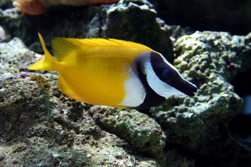 https://aquariumbg.com/forum/proxy.php?request=http%3A%2F%2Fi167.photobucket.com%2Falbums%2Fu138%2Fvcholeva%2FPicture069.jpg&hash=f4d515cf12cc7ee4ce1c78e34b7edd3efef35720