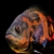 Астронотусът (Astronotus Ocellatus) и рибите, които могат да съжителстват с него. снимка