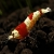 Сладководни скариди - отглеждане и размножаване снимка