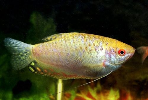 https://aquariumbg.com/images/fish//Trichogaster_sp_l.jpg
