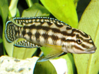Снимка на Julidochromis dickfeldi  (Staeck, 1975)