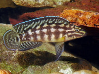 Снимка на Julidochromis marlieri (Poll, 1956)