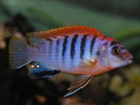 Снимка на Labidochromis sp. Hongi  (Konings 1992)