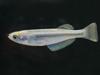 Снимка на Lamprichthys tanganicanus  (Boulenger, 1898)