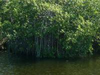 Снимка на Rhizophora mangle