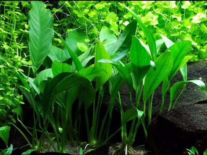 Anubias afzelii