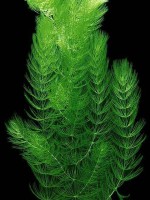 https://aquariumbg.com/images/plants/Ceratophyllum_submersum_s.jpg
