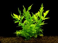 https://aquariumbg.com/images/plants/Ceratopteris_thalictroides_s.jpg