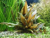 https://aquariumbg.com/images/plants/Cryptocoryne_beckettii_s.jpg
