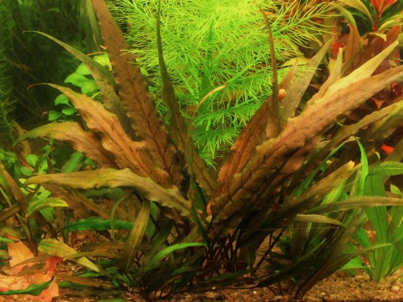 Растения | Българска аквариумна енциклопедия