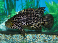 Снимка на Parachromis managuensis (Günther, 1867)