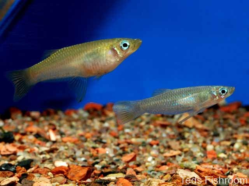 альфаро бирюзовый аквариумная рыбка. альфаро бирюзовый аквариумная рыбка. альфаро. альфаро. альфаро рыбка аквариумная.