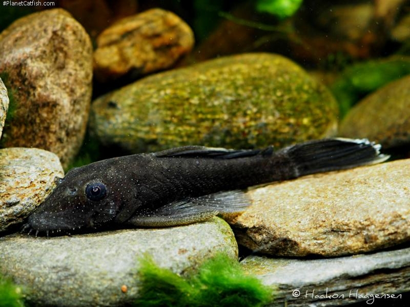 Ancistrus dolichopterus - Звезден Анциструс | Българска аквариумна ...