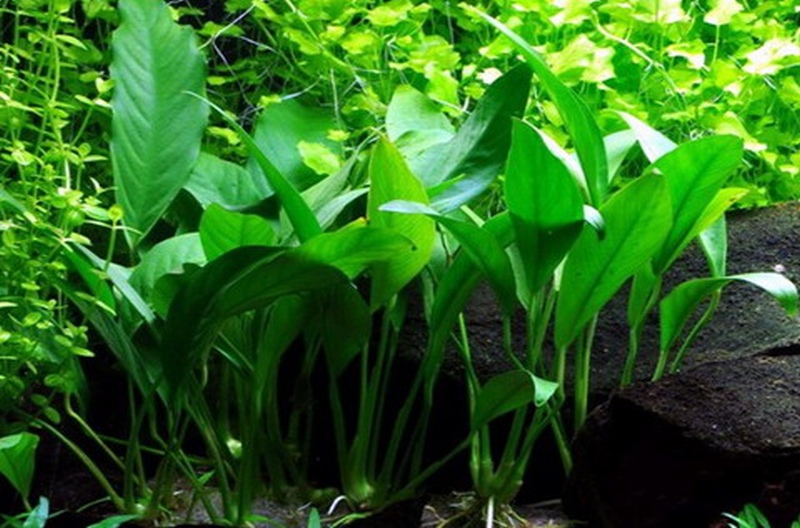 Anubias afzelii - Анубиас авзелии | Българска аквариумна енциклопедия