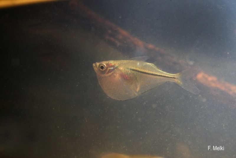 Gasteropelecus sternicla - Сребърна риба брадва | Българска аквариумна  енциклопедия