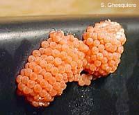 pomacea canaliculata eggs 7th day